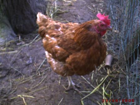 Une poule