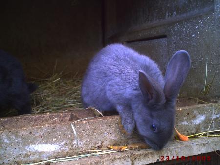 Un lapin